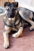 CHARLY, Hund, Schäferhund-Mischling in Kroatien