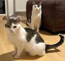RUBY, Katze, Europäisch Kurzhaar in Leopoldshöhe