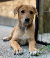 ROSIE, Hund, Mischlingshund in Rumänien