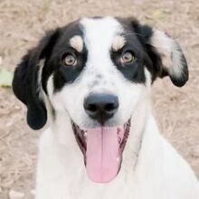 ARGOS, Hund, Mischlingshund in Griechenland