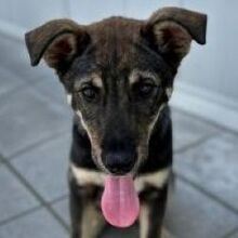 SHERLOCK, Hund, Mischlingshund in Griechenland