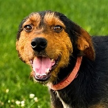 ZOIS, Hund, Mischlingshund in Griechenland