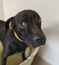 MORFEO, Hund, Labrador-Mix in Spanien