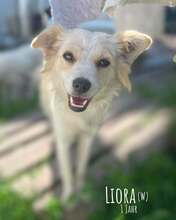 LIORA, Hund, Mischlingshund in Rumänien