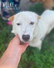 WOLKE, Hund, Mischlingshund in Rumänien