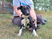 CHAVY, Hund, Mischlingshund in Ungarn