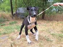 CHAVY, Hund, Mischlingshund in Aschheim