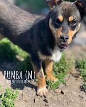 PUMBA, Hund, Mischlingshund in Rumänien