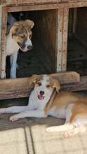MIRINDA, Hund, Mischlingshund in Rumänien
