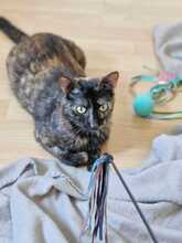 KAIA, Katze, Europäisch Kurzhaar in Langenzenn