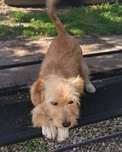 GAIA, Hund, Mischlingshund in Rumänien