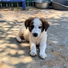 SEBY, Hund, Mischlingshund in Rumänien
