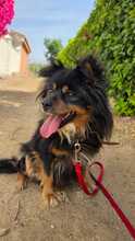 PRINCESS, Hund, Mischlingshund in Spanien