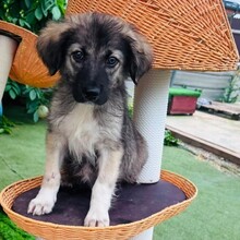 FINY, Hund, Mischlingshund in Rumänien