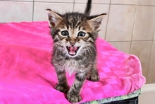 LOBOSCH, Katze, Norwegische Waldkatze Mischling in Italien