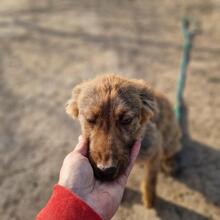 MARLA, Hund, Mischlingshund in Rumänien