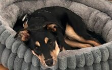 LIEKE, Hund, Mischlingshund in Berlin