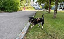 ROSABELLA, Hund, Mischlingshund in München