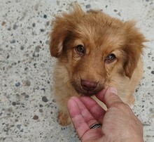 NOYAN, Hund, Mischlingshund in Rumänien