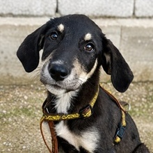 IRENE, Hund, Mischlingshund in Griechenland
