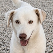 RICKY, Hund, Mischlingshund in Griechenland