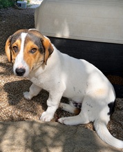 LOUKOUMAS, Hund, Mischlingshund in Griechenland