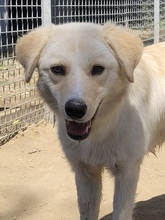 MAJA, Hund, Mischlingshund in Italien