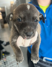 THOR, Hund, Mischlingshund in Rumänien