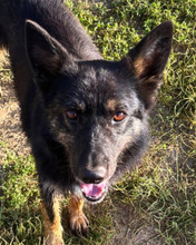 SOFIA, Hund, Mischlingshund in Italien