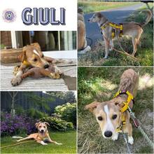 GIULI, Hund, Mischlingshund in Neuss