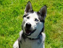 ORION, Hund, Husky in Hamburg
