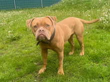 EMMY, Hund, Old English Bulldog in Hamburg