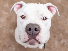TOGO, Hund, American Staffordshire Terrier in Hamburg