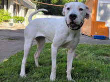 DORA, Hund, Dogo Argentino in Hamburg
