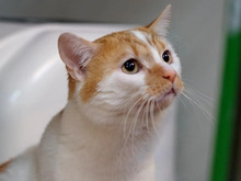 PRINZ, Katze, Europäisch Kurzhaar in Hamburg
