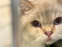 PAN, Katze, Britisch Kurzhaar in Hamburg