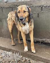 MOCHI, Hund, Mischlingshund in Rumänien