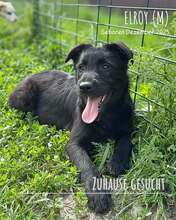 ELROY, Hund, Mischlingshund in Rumänien
