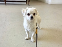 BABI, Hund, Mischlingshund in Wedemark