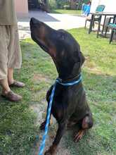 AJK, Hund, Dobermann in Ungarn