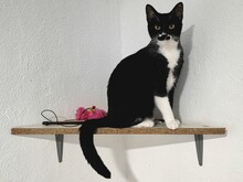 SCHNURRSULA, Katze, Europäisch Kurzhaar in Hamburg