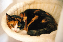 BOBA, Katze, Europäisch Kurzhaar in Wolfratshausen