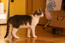 MILA, Katze, Europäisch Kurzhaar in Wolfratshausen