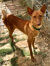 HADE, Hund, Podenco in Spanien