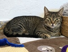 KRÜMEL, Katze, Europäisch Kurzhaar in Hamburg