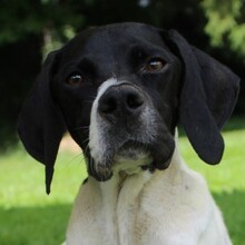 MELINA, Hund, Mischlingshund in Mehlbach