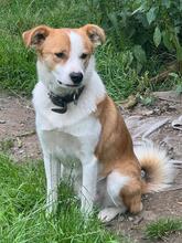 MUFFIN, Hund, Mischlingshund in Breitscheid