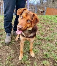 CHIKO, Hund, Mischlingshund in Italien