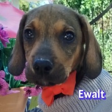 EWALT, Hund, Bracke-Mix in Griechenland