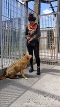 JACK, Hund, Mischlingshund in Italien